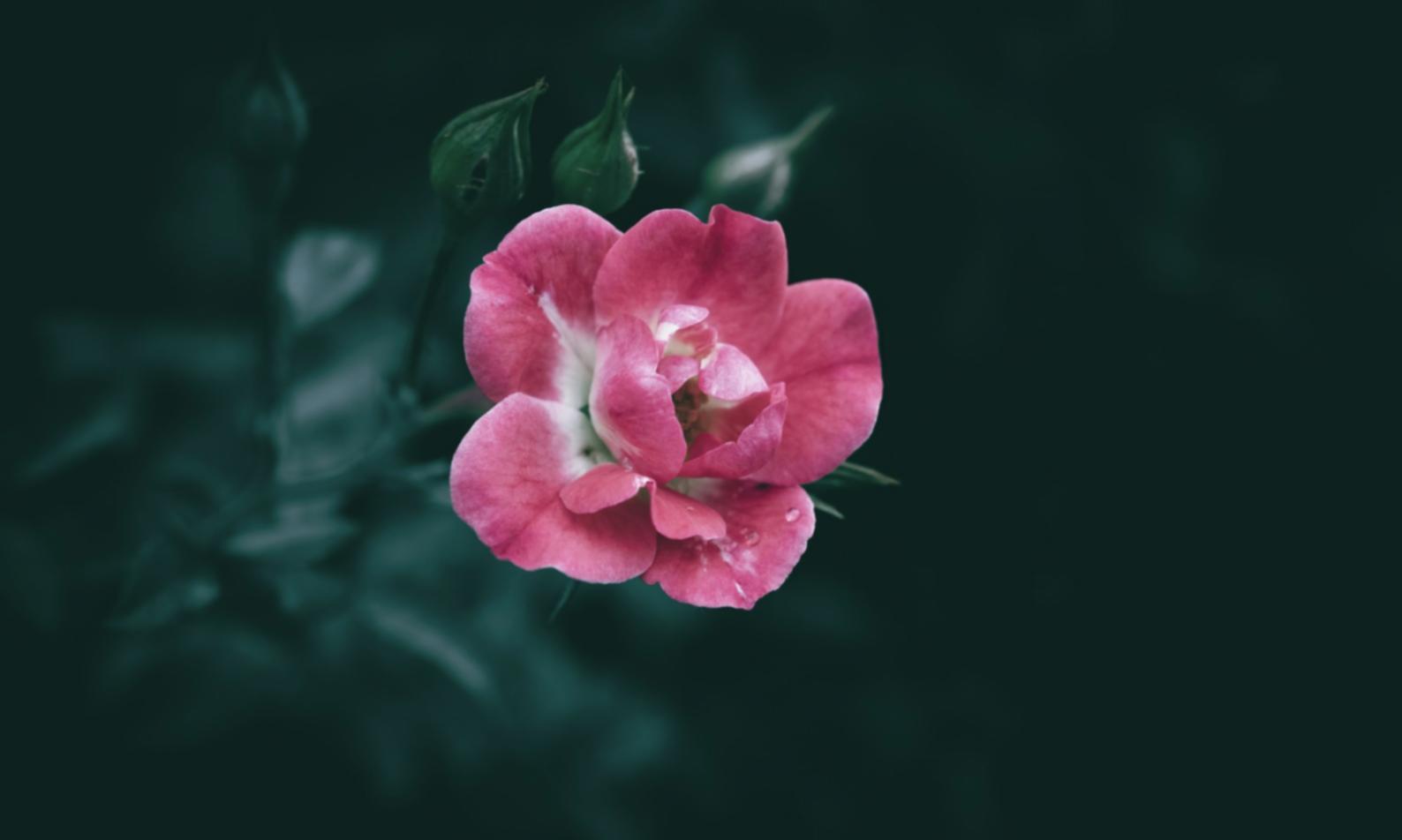 Floristka při výkladu péče o pokojové rostliny